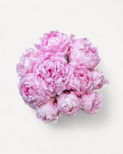 Sarah Bernhardt - Image 2