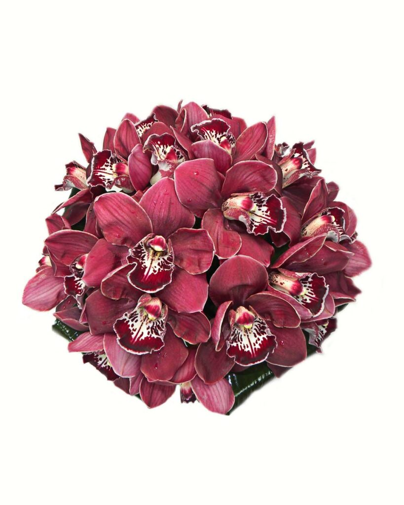 Blushing Orchids Ariston Flowers and Boutique