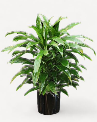 Variegated Dacaena Warneckii Plant - Image 2