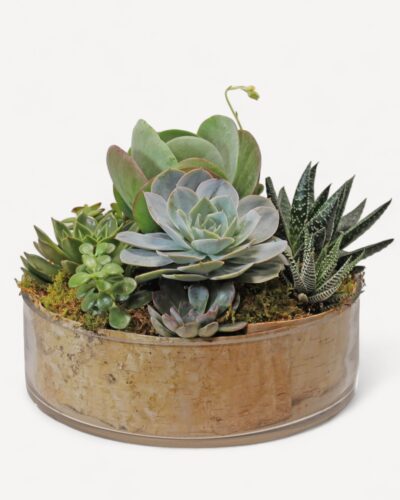 Succulent garden 227 - Image 2
