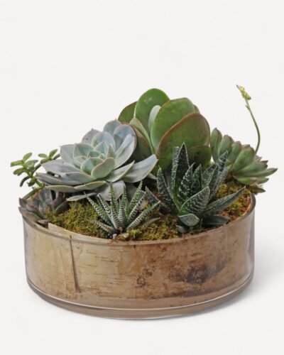 Succulent garden 227 - Image 3