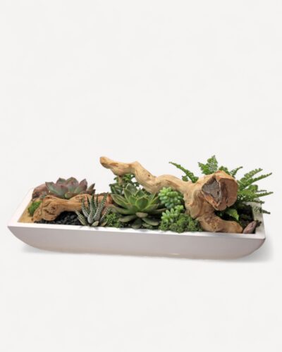 Succulent garden 228 - Image 2