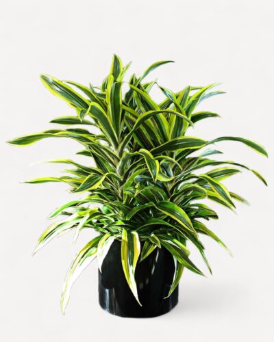Variegated Dacaena Warneckii Plant