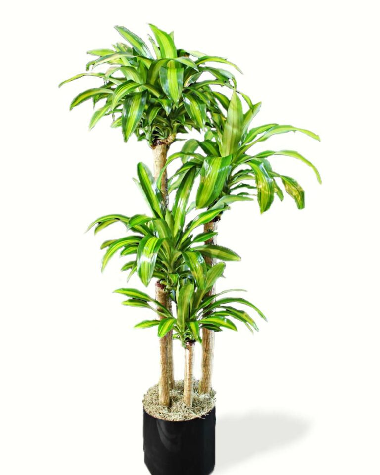 Cornstalk Dracaena - Ariston Flowers And Boutique