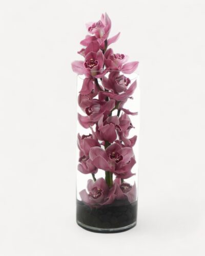 Orchids Rising