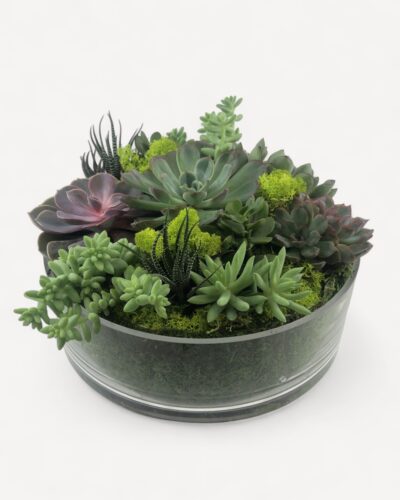 Succulent garden 126