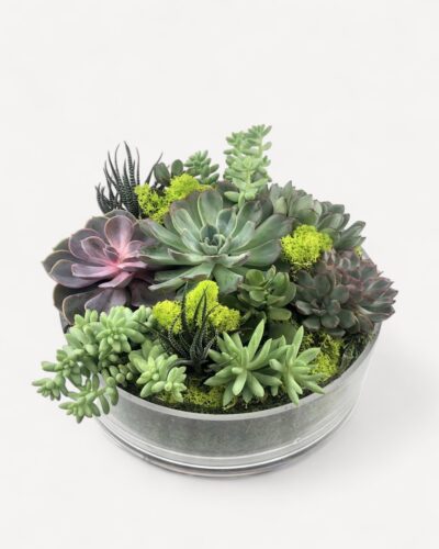 Succulent garden 126 - Image 2