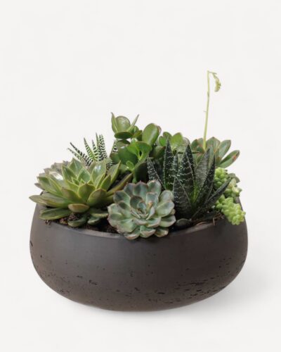 Succulent garden 226