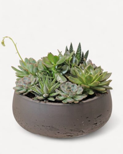 Succulent garden 226 - Image 3