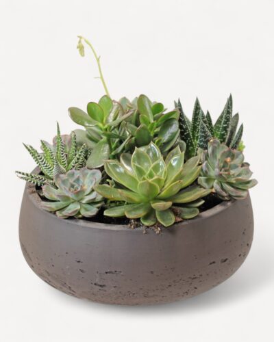 Succulent garden 226 - Image 2
