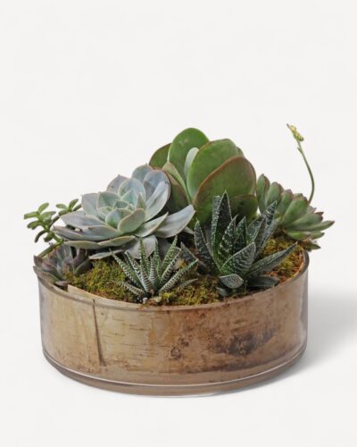 Succulent garden 227