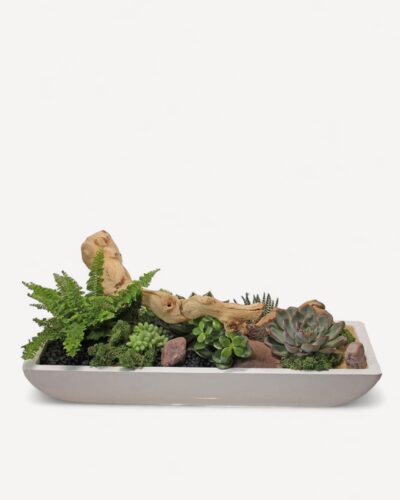 Succulent garden 228