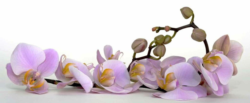 Taking care of your orchid plants might sound difficult at first but it is really easy once you learn how to grow the properly.