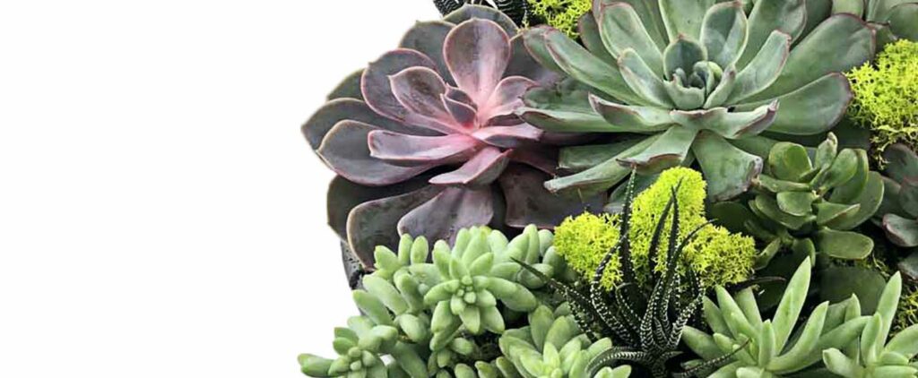 Succulents are able to survive with limited water and tend to thrive in warm environments because they can retain water.