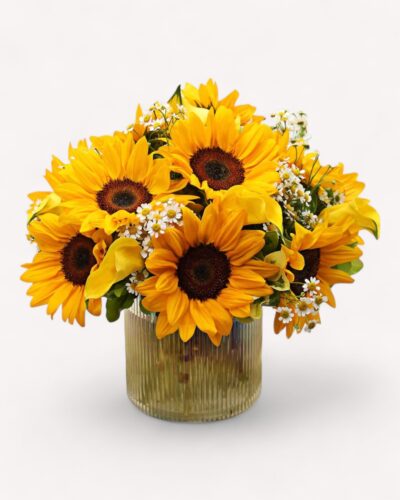 Bundle of Sun