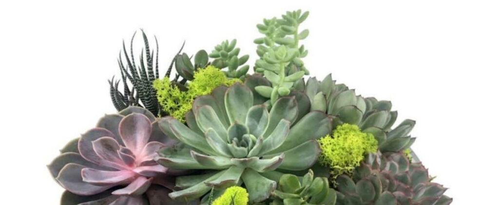With the decrease in temperature, the needs of indoor plants tend to change. Here are some tips on how to adjust to the new season.