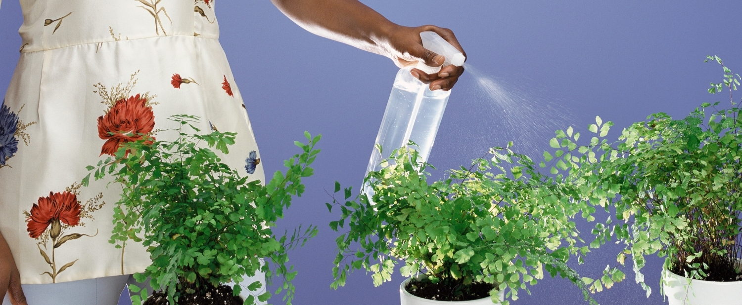 woman cleaning plant leaves by spraying them with water spray nozzle