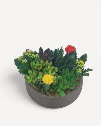 Succulent garden 130