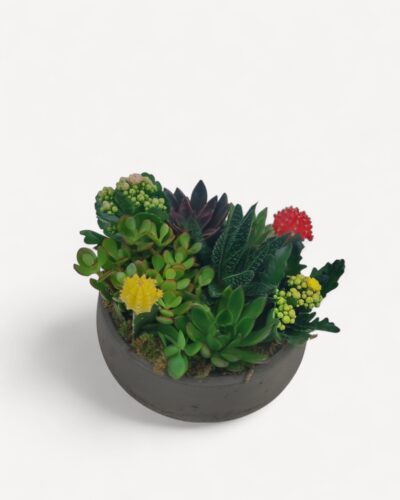 Succulent garden 130 - Image 3