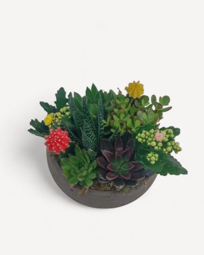 Succulent garden 130 - Image 2