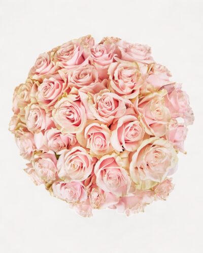 Blush Beauty - Image 2