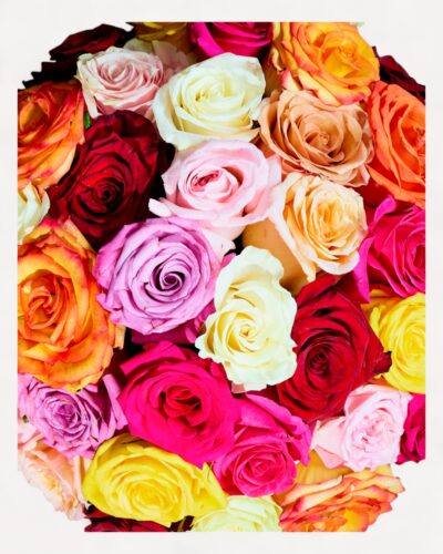 The Rose Rainbow - Image 2
