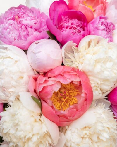 Shades of Peonies - Image 4