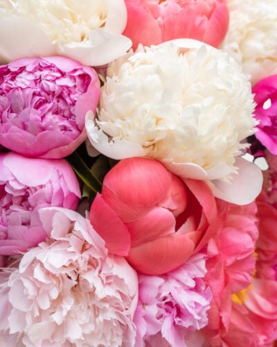 Shades of Peonies - Image 3
