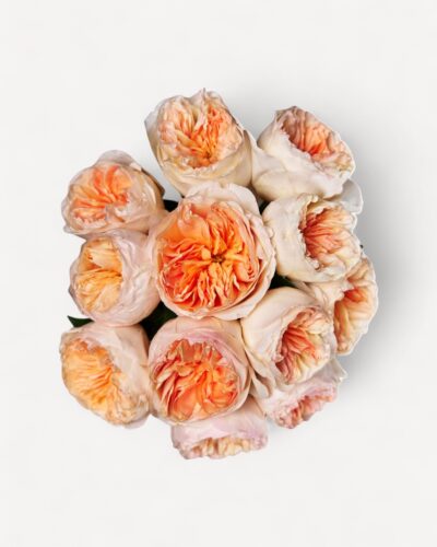 Garden roses - Image 2
