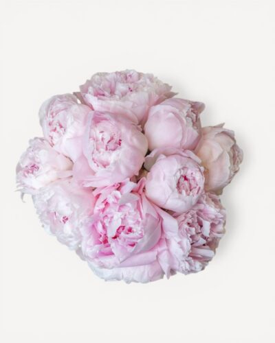 Rene Hortense - Image 2