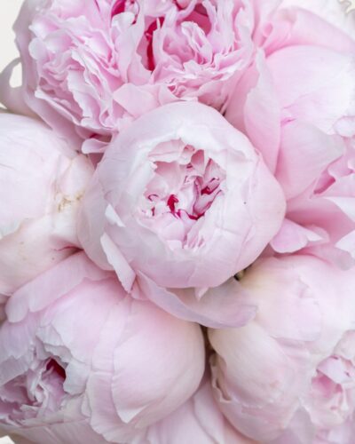 Rene Hortense - Image 3