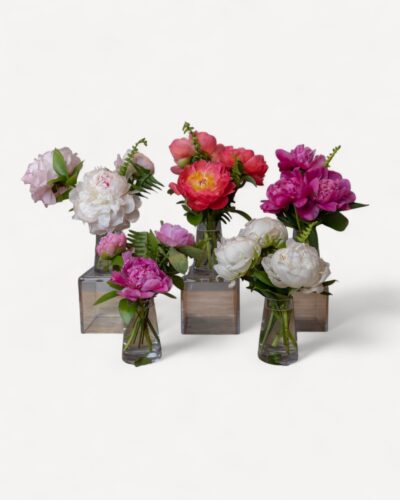 Peony Prelude