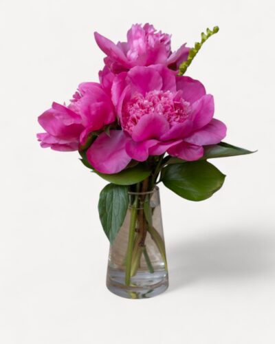 Peony Prelude - Image 6