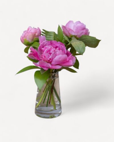Peony Prelude - Image 2