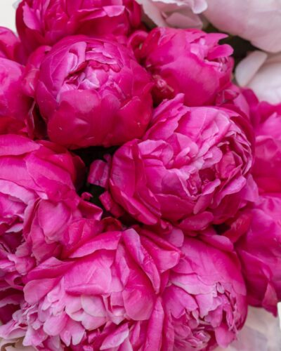 Peonies for Every Mood - Image 3