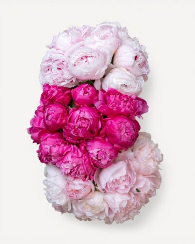 Peonies for Every Mood - Image 2