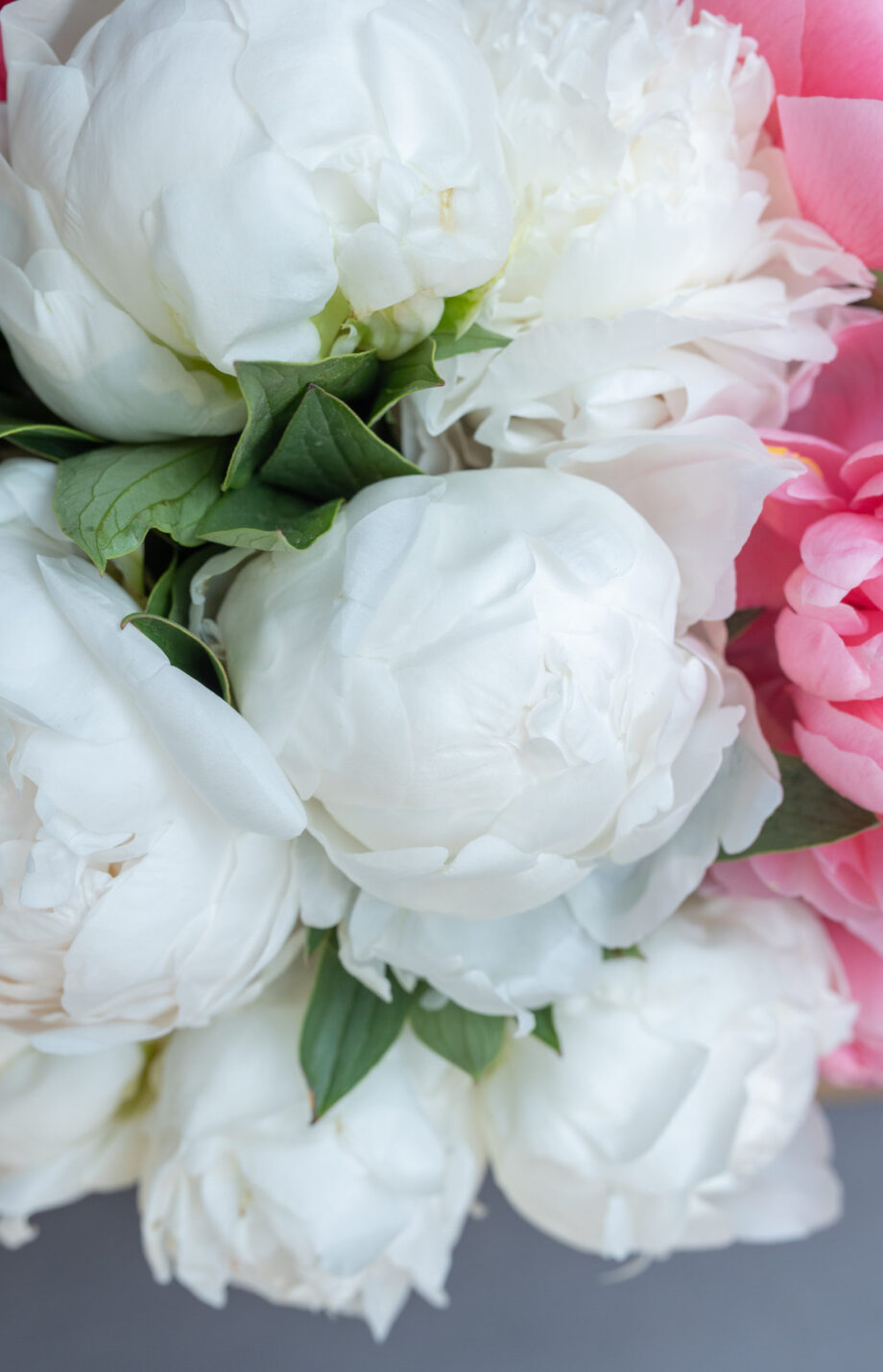 The Peony Bar