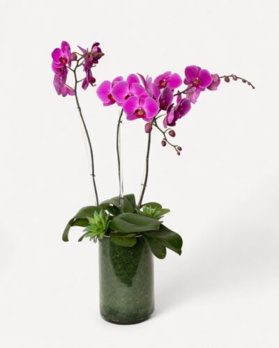 Orchid-2002