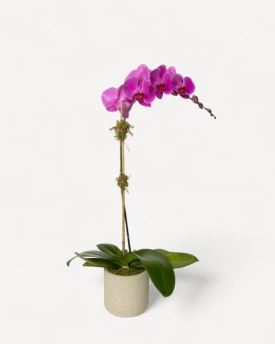 Orchid-2004