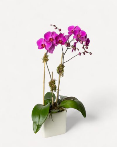 Orchid-2005