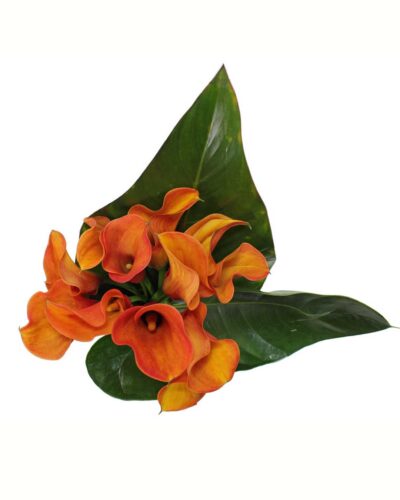 Orange Calla Class - Image 2