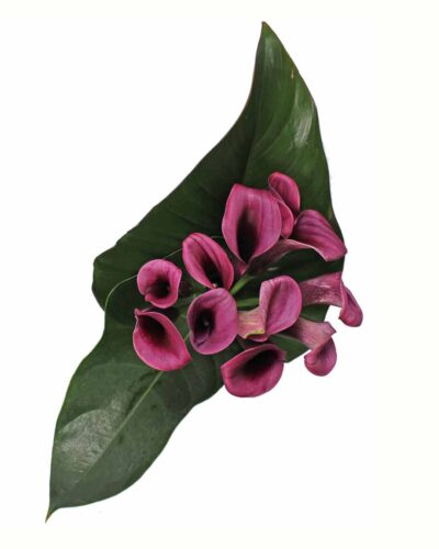Purple Calla Class - Image 2