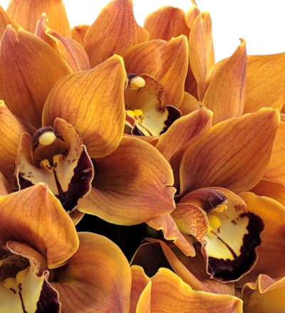 Pumpkin Orchids - Image 2