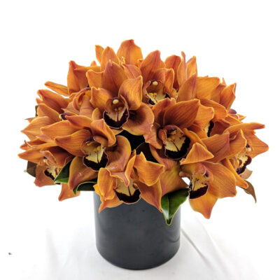 Pumpkin Orchids - Image 3