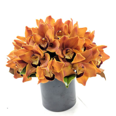 Pumpkin Orchids - Image 4