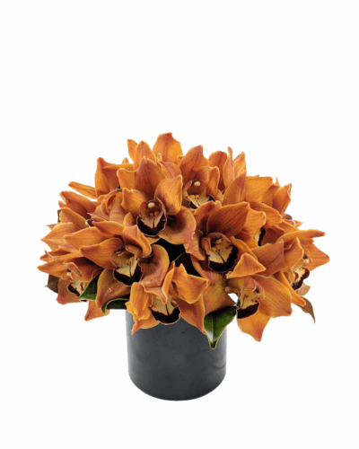 Pumpkin Orchids