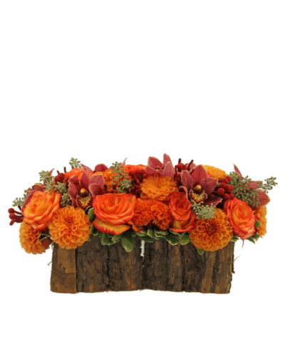 Orange Forest