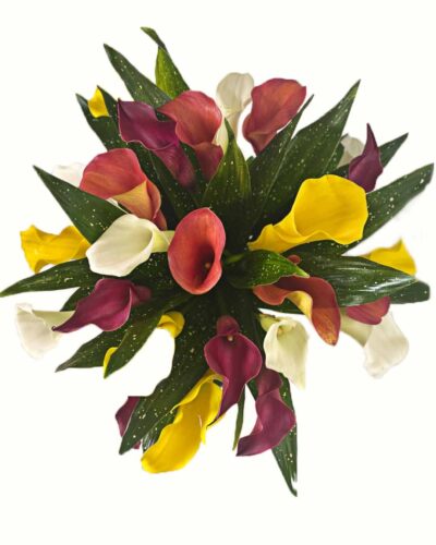 Calla Dance - Image 2