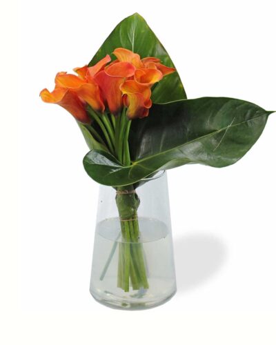 Orange Calla Class