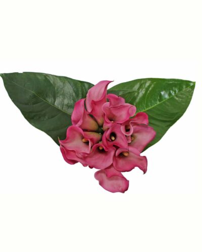 Pink Calla Class - Image 2